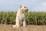 IRISH WOLFHOUND 120